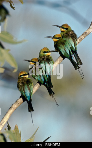 "Rainbow Bienenfresser" Australien Stockfoto