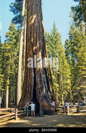 Besucher überprüfen Sie das Innere eines riesigen Redwood Sequoia Nationalpark, Kalifornien Stockfoto