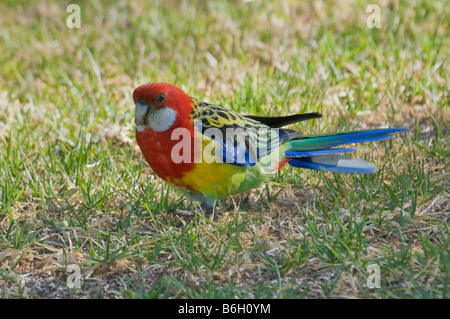 Eastern Rosella, "Platycercus Eximius" Stockfoto