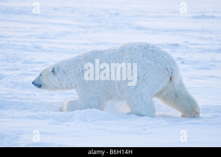 Der Eisbär Ursus maritimus rollt im Schnee herum, um sich auf der 1002 ANWR Kaktovik Barter Island Ak zu kratzen oder sich selbst zu pflegen Stockfoto