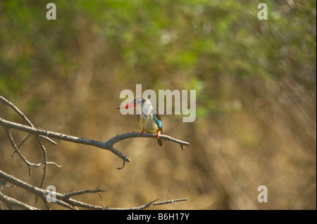 Braun mit Kapuze Kingfisher Halcyon Albiventris Vogel Halcyonidae südlichen Afrika auf Zweig einfarbigen Hintergrund sitzen am Wasser sitzen Stockfoto