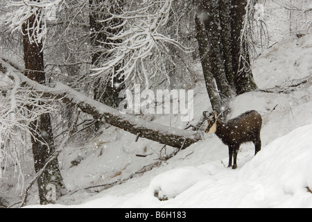 Camoscio Gämse Rupicapra Rupicapra Säugetier Schnee Schneefall Berglauf Mammiferi Neve Montagna Valnoney Cogne Parco Nazionale Gr Stockfoto