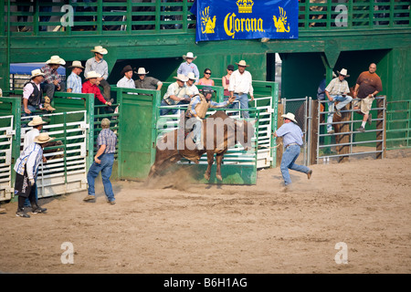 Bull barging in arena Stockfoto