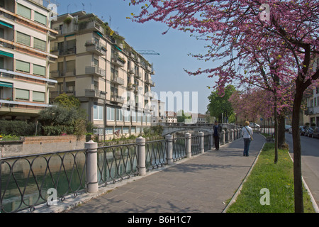 Treviso Cherry Blossom Riviera Santa Margherita Fluss Sile Veneto Italien April 2008 Stockfoto