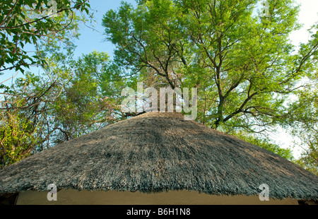 Südafrika Dach Gewölbe Dach gefliest strohgedeckten mit Strohhütte Runde traditionellen Hütten Stroh bedeckt Strawhouse Ebene einfach sparsam Stockfoto