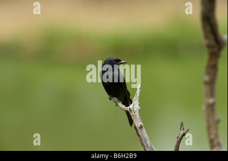 Gabel-tailed Gabel angebundene Drongo Dicrurus Adsimilis gemeinsamen Drongo afrikanischen Drongo Savanne Drongo thront auf AST Baum wilde wildl Stockfoto