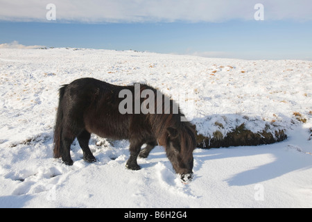 Fiel Pony s auf Caudale Moor über Ambleside in der Seenplatte-UK Stockfoto