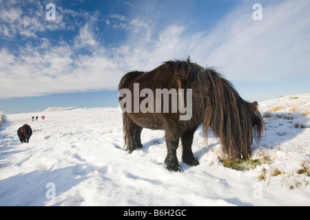 Fiel Pony s auf Caudale Moor über Ambleside in der Seenplatte-UK Stockfoto