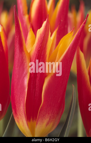 Tulipa 'Fly Away' (Tulip) Lily blühenden Gruppe. Stockfoto