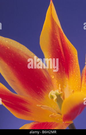 Tulipa 'Fly Away' (Tulip) Lily blühenden Gruppe. Stockfoto