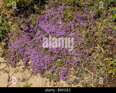 Wilder Thymian Stockfoto