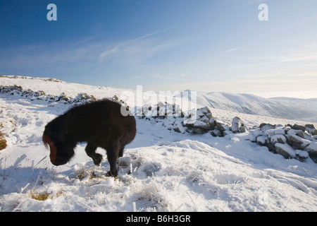 Fiel Pony s auf Caudale Moor über Ambleside in der Seenplatte-UK Stockfoto