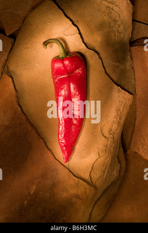 Red Chili Pepper fotografiert auf einem Stück Sandstein Stockfoto
