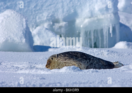 Ringelrobbe (Phoca hispida) Porträt von Jungtieren, die auf Eis liegen, Chukchi-Meer, vor der Küste von Point Barrow Utqiagvik Nordhang Alaska Stockfoto