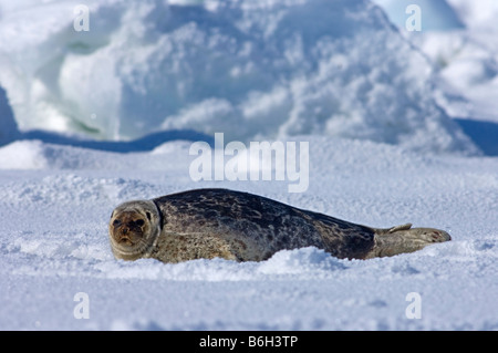 Ringelrobbe (Phoca hispida) Porträt von Jungtieren, die auf Eis liegen, Chukchi-Meer, vor der Küste von Point Barrow Utqiagvik Nordhang Alaska Stockfoto