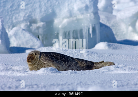 Ringelrobbe (Phoca hispida) Porträt von Jungtieren, die auf Eis liegen, Chukchi-Meer, vor der Küste von Point Barrow Utqiagvik Nordhang Alaska Stockfoto