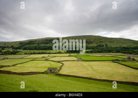 Ein Yorkshire Dales Hügel schaut auf ein Patchwork aus Feldern und verbindende Scheunen. Stockfoto