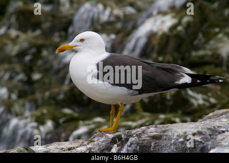 Weniger schwarz-unterstützte Möve - Larus Fuscus (zeichnet sich durch Größe und gelbe Beine aus größeren schwarz-Rückseite Möwe). Farne Islands. Stockfoto