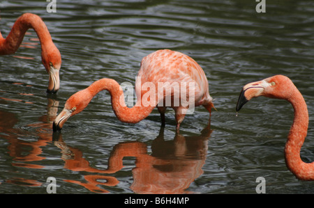 Chilenische Flamingos (Phoenicopterus Chilensis), die diese die Flamingos am meisten intensiv gefärbt sind. Stockfoto