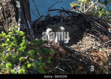 Weißkopfseeadler Haliaeetus Leucocephalus zwei jungen Jungadler aufrecht sitzend auf Nest auf Denman Island BC im Mai Stockfoto