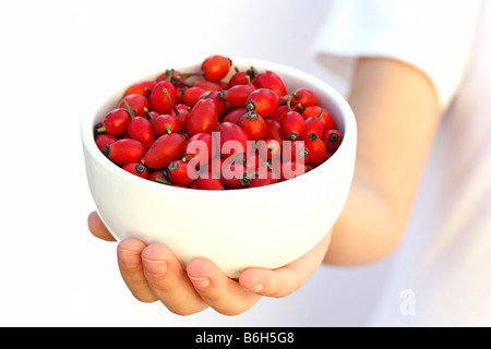 Hundsrose Hüften Rosa canina Stockfoto