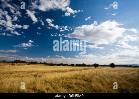 Amber Waves von Gras- und blauen Himmel an einem Herbsttag im Texas Hill Country Stockfoto