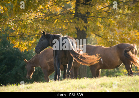 Pferde auf stolzen Sinn Pferd retten Arkansas Stockfoto