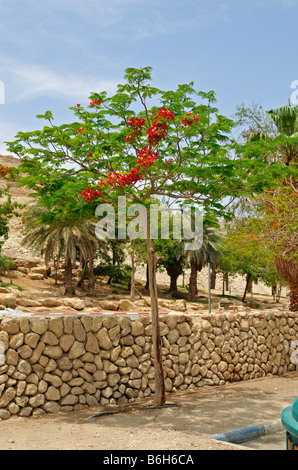 Blühenden Baum mit roten Blüten in der Nähe von Toten Meer, Israel, Asien Stockfoto