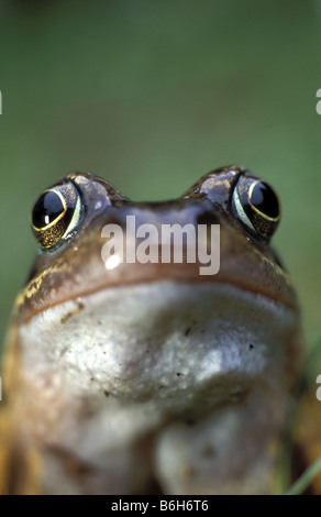 Gemeinsamen Frosch UK Rana temporaria Stockfoto