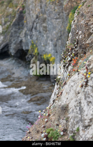 Wildblumen auf einer Klippe mit Blick auf den Pazifischen Ozean Stockfoto