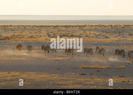 Zebra-Herden Reisen zum Wasserloch, Etosha Nationalpark, Namibia Stockfoto