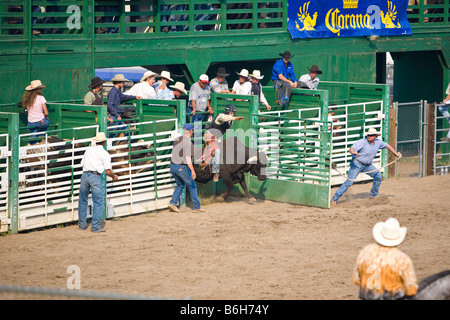 Cowboy und Bull barging aus dem Tor Stockfoto