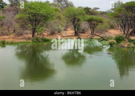 Wasserloch Buschland Busch IMPALAs Tierwelt Wildwasser-grünen Rand Wasserloch Süd-Afrika Südafrika Landschaft Akazie Oberfläche tre Stockfoto