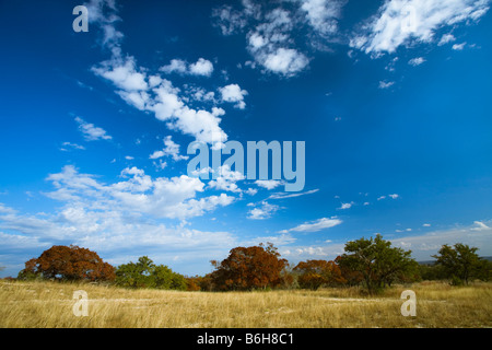 Amber Waves von Gras- und blauen Himmel an einem Herbsttag im Texas Hill Country Stockfoto