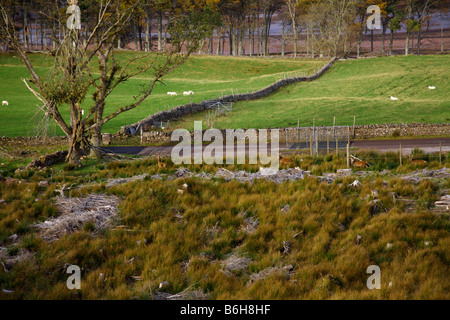 Kiefer-Plantage Freiraum für Wald Regeneration Schema. Applecross, Wester Ross, Ross und Cromarty, Highlands, Schottland Stockfoto