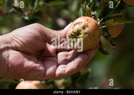 Landwirt Überprüfung fauler Apfel am Baum Stockfoto