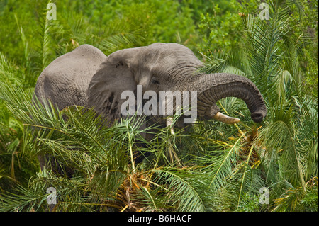 Wild wilder Elefant Elefant Loxodonta Africana Süd-Afrika Südafrika Essen Palme zu zerstören, zerstören Essen Essen feed Stockfoto