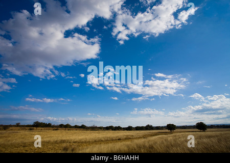 Amber Waves von Gras- und blauen Himmel an einem Herbsttag im Texas Hill Country Stockfoto