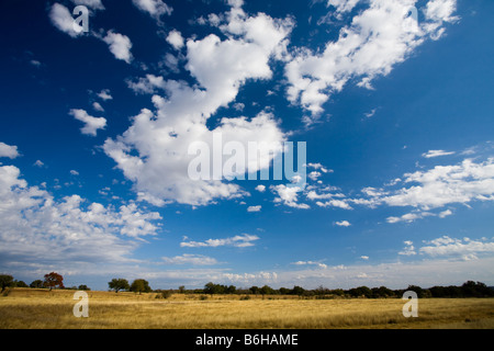 Amber Waves von Gras- und blauen Himmel an einem Herbsttag im Texas Hill Country Stockfoto