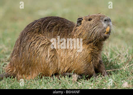 Nutrias (Biber brummeln), Sweetwater Game Reserve, Kenia Stockfoto