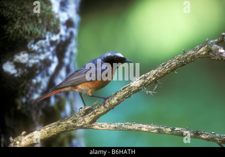 Männliche Gartenrotschwänze in Wald Lebensraum Stockfoto