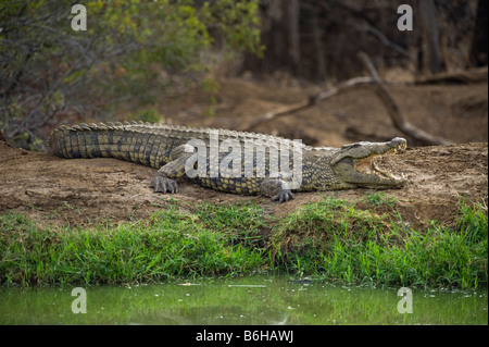 Nil-Krokodil Crocodylus Niloticus liegend schlafen Schlaf aus Wasser Wasserloch Süd-Afrika Südafrika große fette Tierwelt Stockfoto