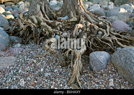 Kiefer-Wurzeln in Vidzeme Küste Ostsee Lettland Europa beschädigt Stockfoto