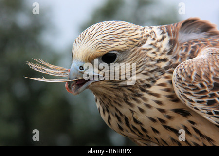 Gyr-Saker Falcon Porträt Essen Stockfoto