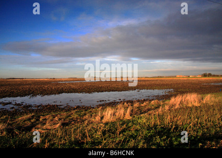 Wasser eingeloggt Fenland Felder Stockfoto