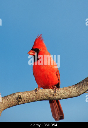 Nördlichen Kardinal (Cardinalis Cardinalis) männlich Stockfoto