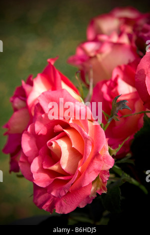 Schöne romantische rosa Rosen in hohem Kontrastfarbe Stockfoto