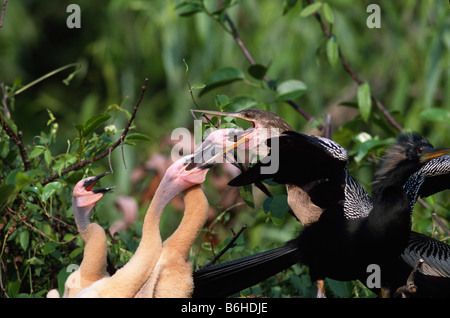 Weibliche Anhinga (Anhinga Anhinga) und Küken Stockfoto