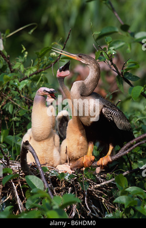 Weibliche Anhinga (Anhinga Anhinga) und Küken Stockfoto