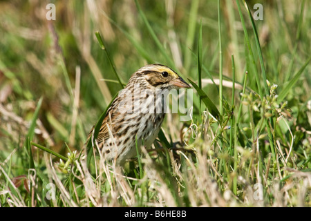 Savannah Sparrow (Passerculus Sandwichensis) Stockfoto